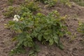 View of potato plant with blom close up in the mountain field, Plana mountain Royalty Free Stock Photo