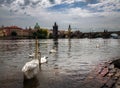 White swans. Czech Republic