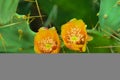 View of a prickly cactus flower in the jungles of Rajasthan Royalty Free Stock Photo