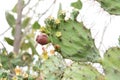 View of a prickly cactus flower in the jungles of Rajasthan Royalty Free Stock Photo