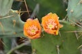 View of a prickly cactus flower in the jungles of Rajasthan Royalty Free Stock Photo