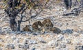 A view of a pride of lions awaking due to elephant proximity in the Etosha National Park in Namibia Royalty Free Stock Photo