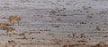 A view of a pride of lions play next to a waterhole in the Etosha National Park in Namibia Royalty Free Stock Photo