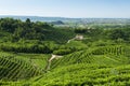 View of Prosecco vineyards from Valdobbiadene, Italy during summer, at morning Royalty Free Stock Photo