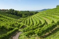 View of Prosecco vineyards from Valdobbiadene, Italy during summer, at morning Royalty Free Stock Photo