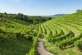 View of Prosecco vineyards from Valdobbiadene, Italy during summer, at morning Royalty Free Stock Photo