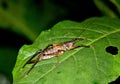 View of a Pseudophyllinae sitting on a large green leaf, closeup shot Royalty Free Stock Photo