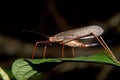 View of a Pseudophyllinae sitting on a large green leaf, closeup shot Royalty Free Stock Photo