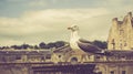 Pulteney Bridge behind a pigeon Royalty Free Stock Photo