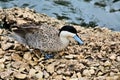 A view of a Puna Teal Royalty Free Stock Photo