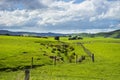 View of Purakaunui Falls Road Royalty Free Stock Photo