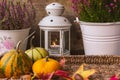 View of purple autumn flower, a lantern, pumpkins and leaves