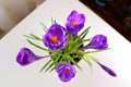 View of purple crocus flowers looking down Royalty Free Stock Photo
