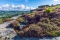 A view of purple heathers on the summit of Ilkley moor above the town of Ilkley Yorkshire, UK Royalty Free Stock Photo