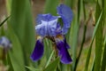 View of purple iris flower bloom in springtime Royalty Free Stock Photo