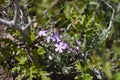 The purple flowers hiding in the forest