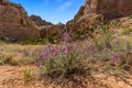 A view of a purple thistle in Capital Reef national park Royalty Free Stock Photo