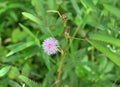 View of a purplish flower of a sensitive plant in a lawn area Royalty Free Stock Photo