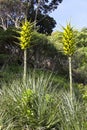 View of Puya flowers