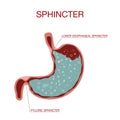 View of Pyloric Sphincter.Stomach with Oesophagus and Duodenum Royalty Free Stock Photo