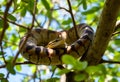 A view of a Python in a tree Royalty Free Stock Photo