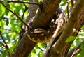 A view of a Python in a tree Royalty Free Stock Photo
