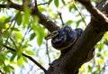 A view of a Python in a tree Royalty Free Stock Photo
