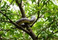 A view of a Python in a tree Royalty Free Stock Photo