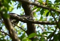A view of a Python in a tree Royalty Free Stock Photo
