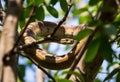 A view of a Python in a tree Royalty Free Stock Photo