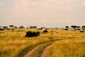 View of Queen Elizabeth National Park and the wonderful savanna Royalty Free Stock Photo