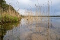 View of quiet evening lake surrounded by pine forest in rays of setting sun on spring day. Dry reeds sway in wind reflecting in Royalty Free Stock Photo