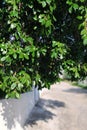 View of a quiet street in a village on a Greek island. Royalty Free Stock Photo