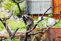 A view on a Raccoon climbing on a tree, Procyon lotor Royalty Free Stock Photo