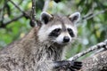 A view of a Racoon in a tree Royalty Free Stock Photo