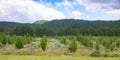 Radiata Pine harvesting and replanting for New Zealand forestry industry