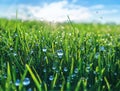 View of rain drops on blades of green grass in spring day