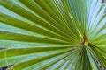 View in the rain of the underside of a palm branch in Kibbutz Kfar Glikson northwest Israel. Royalty Free Stock Photo