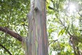 View of the rainbow eucalyptus tree trunk Royalty Free Stock Photo