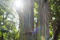 View of the rainbow eucalyptus tree trunk Royalty Free Stock Photo