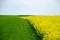 View of field and landscape with young grain under blue sky with clouds Royalty Free Stock Photo