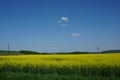 View of rapeseed field agriculture, spring landscape