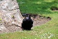 A view of a Raven Royalty Free Stock Photo