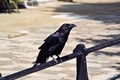 A view of a Raven Royalty Free Stock Photo