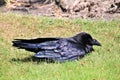 A view of a Raven Royalty Free Stock Photo