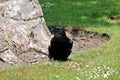 A view of a Raven Royalty Free Stock Photo