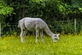 A view of a recently sheared Alpaca grazing in a field near East Grinstead, UK Royalty Free Stock Photo