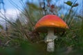 View Of Red Amanita Mushroom Between Grass
