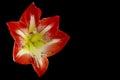 Magnificent red Amaryllis Royalty Free Stock Photo