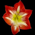 Magnificent red Amaryllis Royalty Free Stock Photo